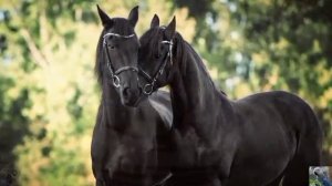 Лошади под музыку 🐴🎶