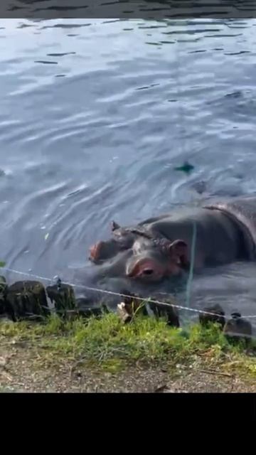 Бегемот 🦛 смотреть онлайн