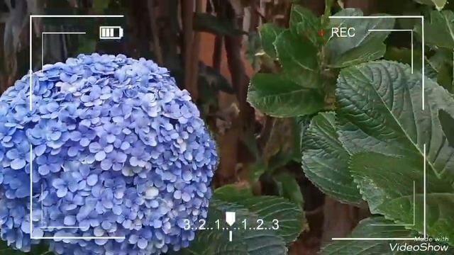 Mil Flores. #ortensias #milflores