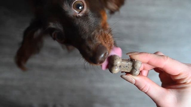 7 Summertime Frozen Treats for Dogs DIY смотреть онлайн