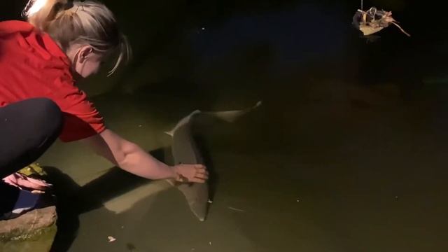 Ручной осетр