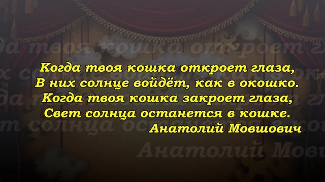 Свет солнца останется в кошке. смотреть онлайн