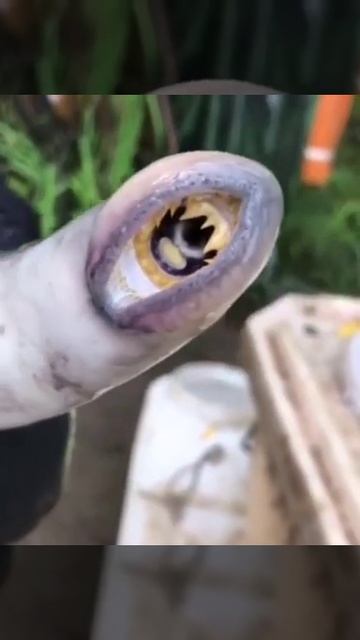 Семидыр рыба Камчатка смотреть онлайн