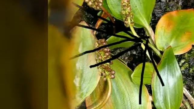 Suku Potamogetonaceae