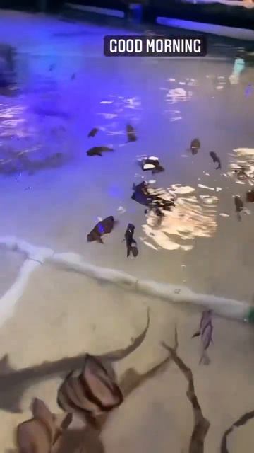Puffer fish, horned sharks, bamboo sharks & more @ Seaquest stonecrest 🌊🦈🐡 смотреть онлайн