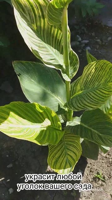 канна Притория