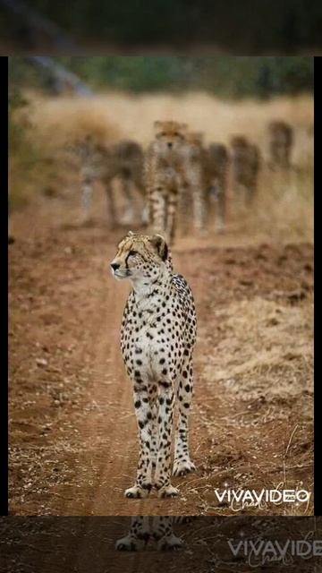 Гепарды BLACKPINK смотреть онлайн