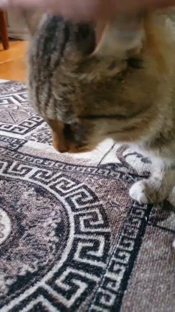 Кот Барсик 😻😺 #shorts смотреть онлайн