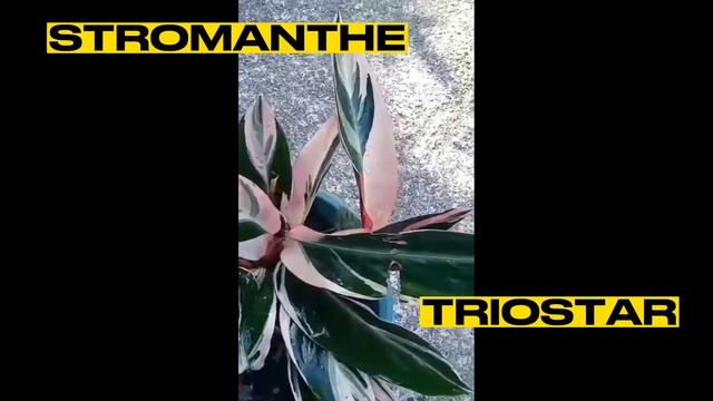 MY FAVOURITE PRAYER PLANTS calathea maranta stromanthe ctenanthe