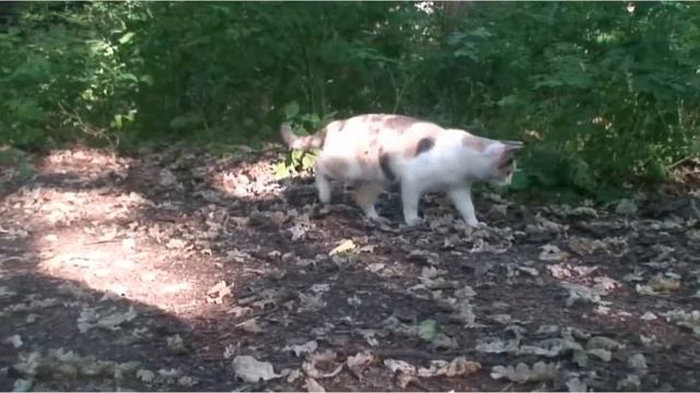 Лесная прогулка Марфея) смотреть онлайн