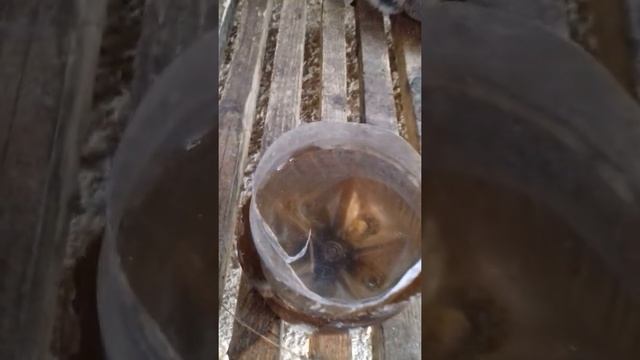 Кролики в вольере. смотреть онлайн