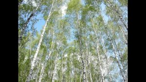 Песня "Березовые сны"