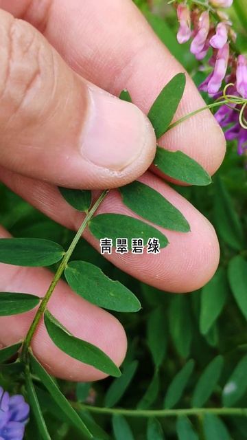 广布野豌豆 #biology #garden #botany смотреть онлайн