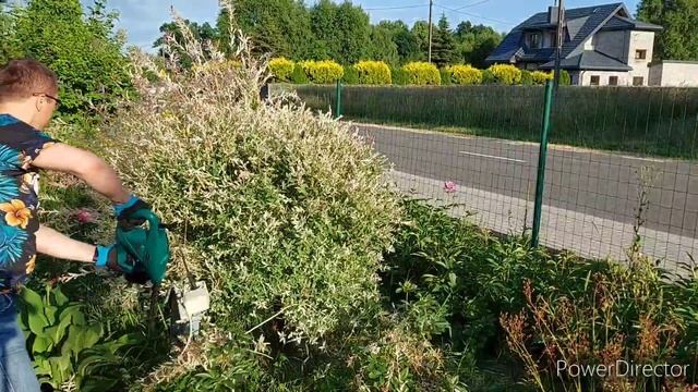 Wierzba Hakuro oraz ogrodowa nowość Galtonia смотреть онлайн