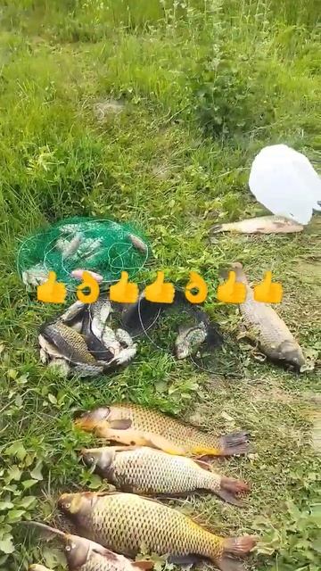 выезд.Р ИЛИ #fishing #fish #spearfishing #snow смотреть онлайн