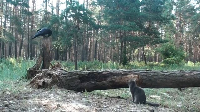 Дрейк и кошка смотреть онлайн