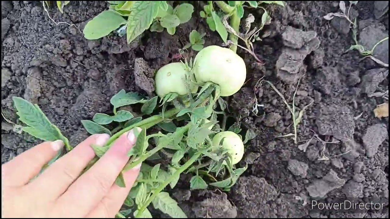 Огород, Мои растишки. смотреть онлайн