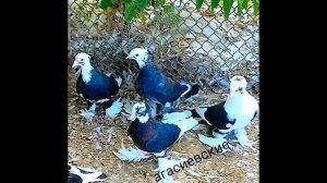 Агасиевские бойные голуби