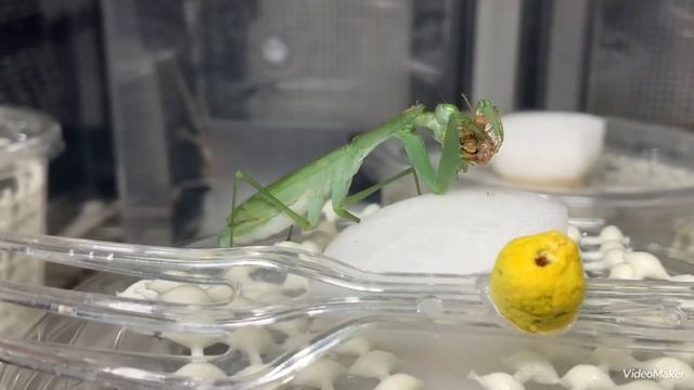 ジャングルで捕獲されたエレガンスマンティス　Caliris elegans adult female マレーシア🇲🇾 смотреть онлайн