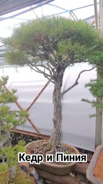 Кедр и сосна Крымская в стилистике Пинии #shorts #bonsai #garden #пиния #кедр #сосна @Studio.Bonsai