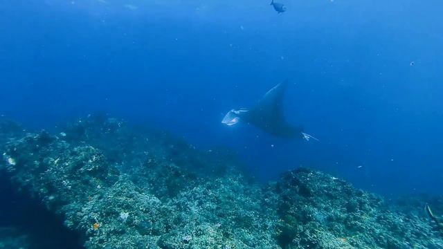 Manta Ray at Julian Rocks смотреть онлайн