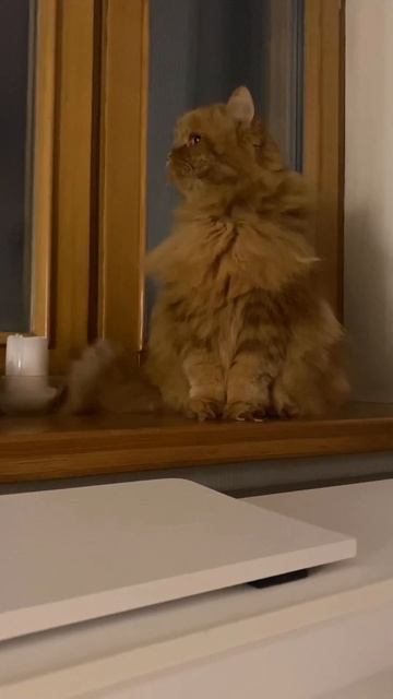 Смешной Плюша. ❤️