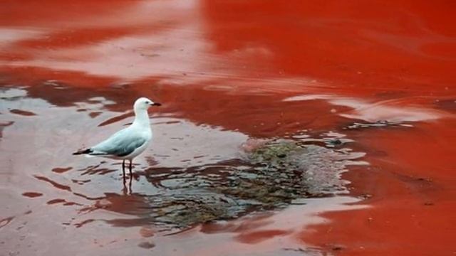 Bondi Beach's algae bloom turned the water BLOOD RED! смотреть онлайн