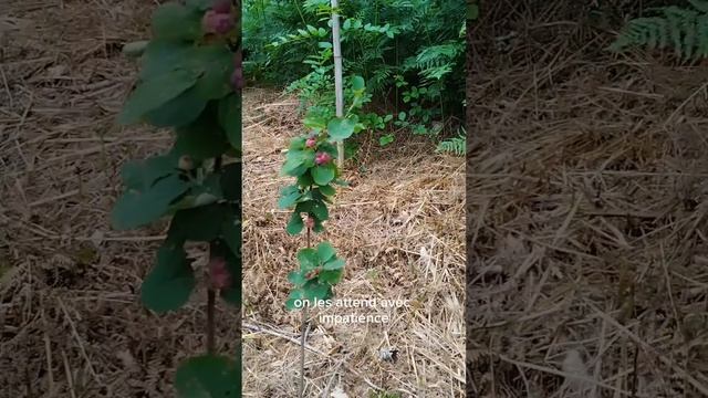 Les Amélanchiers : Test De Différentes Variétés