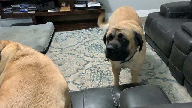 Mastiff Loki - Jealous of his sister Freya смотреть онлайн