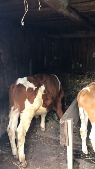 Откорм телят (новый сарай для двоих )