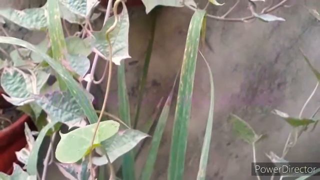 میری سہ رنگی شکرکندی کی بیل۔ 🤩 .Ornamental Tricolor Sweet Potato Vine Care And Ways Of Propagation