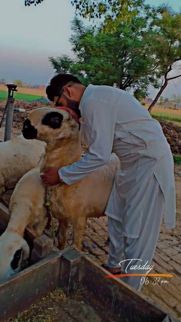 Tiger Naraz hogeya #bakra #pindawale #pind смотреть онлайн