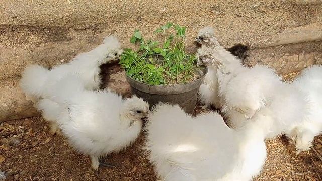 Китайские Шёлковые Цыплята,Куры, Бройлеры, Брудер,Загон для Цыплят,в Заглубленной Теплице)