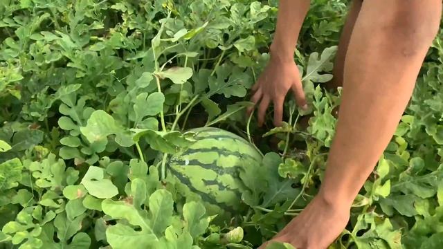 Semangka merah siap panen | CILACAP musim panen смотреть онлайн