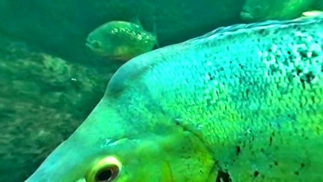 VR180 3D Zoo Aquarium Berlin смотреть онлайн