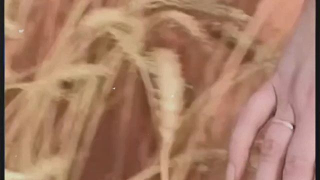 Нал деревней Клюевкой смотреть онлайн