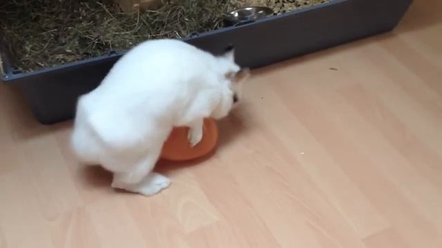 [WTF] Poupée gonflable pour lapin смотреть онлайн