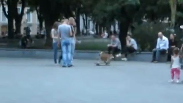 Собака на скейте,Одесса A dog on a skateboard, Odessa смотреть онлайн