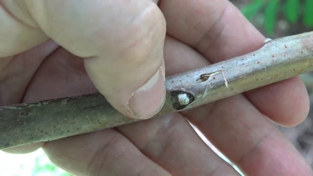Identifying smooth sumac смотреть онлайн