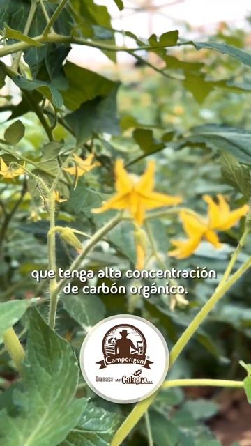 Cultivo de tomate de mesa | uso portafolio Camporigen смотреть онлайн