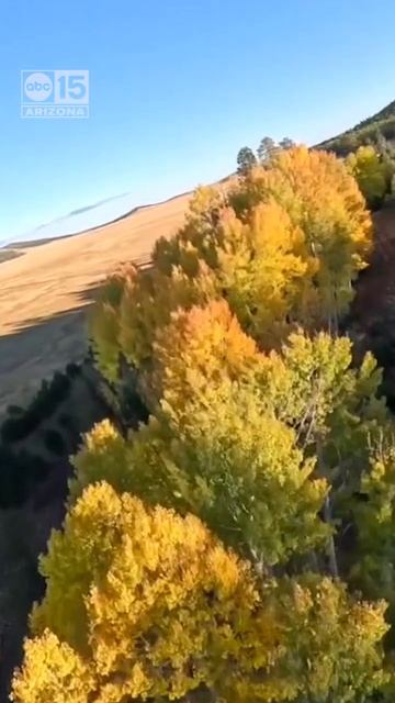 Beautiful fall foliage up north! #shorts смотреть онлайн