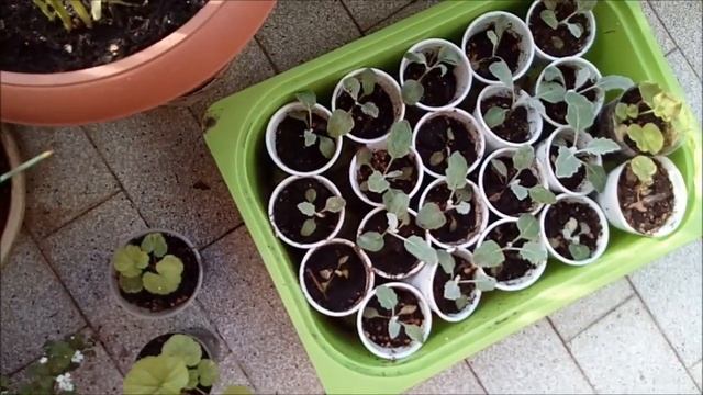 ЦВЕТЫ НА МОЕМ БАЛКОНЕ смотреть онлайн