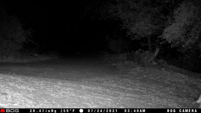 Rancho Coyote Trail-Cam1 Critters (episode 2) смотреть онлайн