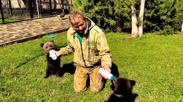 Олег Зубков с двух рук кормит наших МИМИМИШЕК Топу и Кнопу за несколько минут, бросив все дела!!! смотреть онлайн