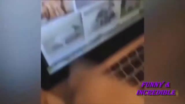 подборка про животных, collection about animals, Забавные и милые животные, Funny and cute animals смотреть онлайн