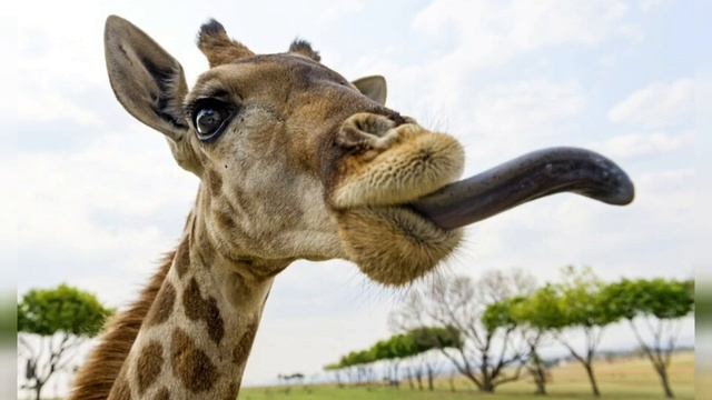 Интересные факты о жирафах