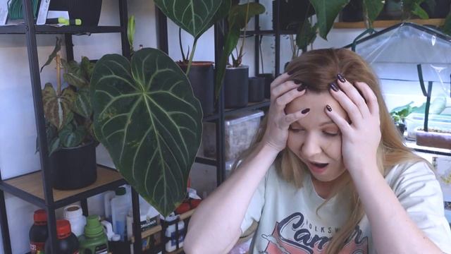 Unboxing - tym razem nie ma anthuriów, ale są inne piękności! (I KRZYCZĘ ;)) смотреть онлайн