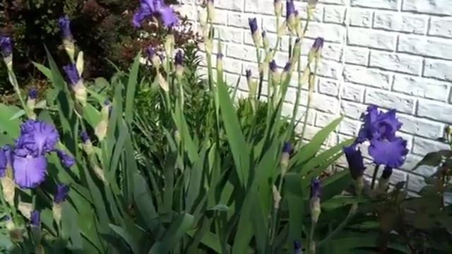 "Sonata in Blue" Bearded Irises Blooming! #flowers смотреть онлайн