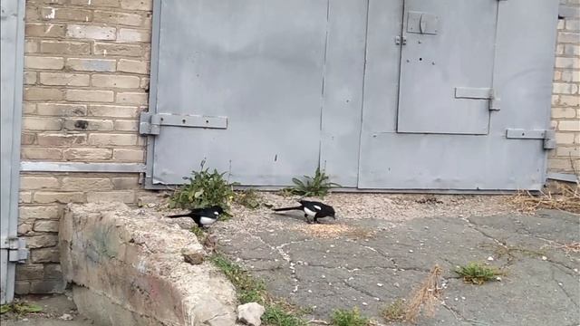 Смешные сороки . смотреть онлайн