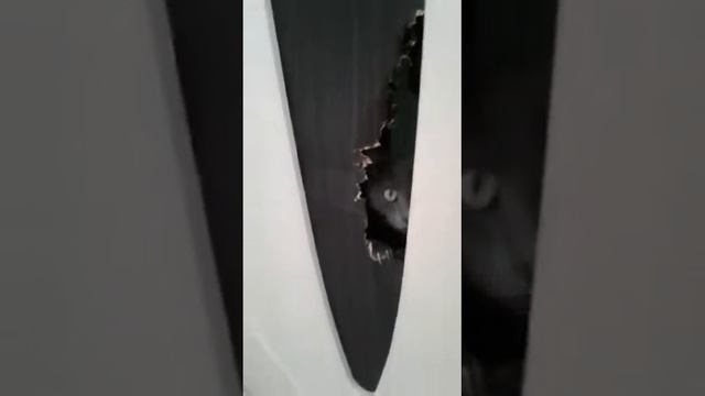 Кот выламывает дверь! смотреть онлайн